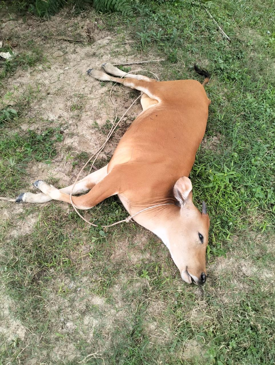 Puluhan Sapi Warga di Desa Kualu Kampar Mati Mendadak, Peternak Rugi Ratusan Juta