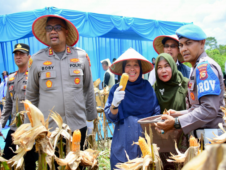 Panen Raya Jagung Pipil di Bangkinang Kota, Dukung Swasembada Pangan