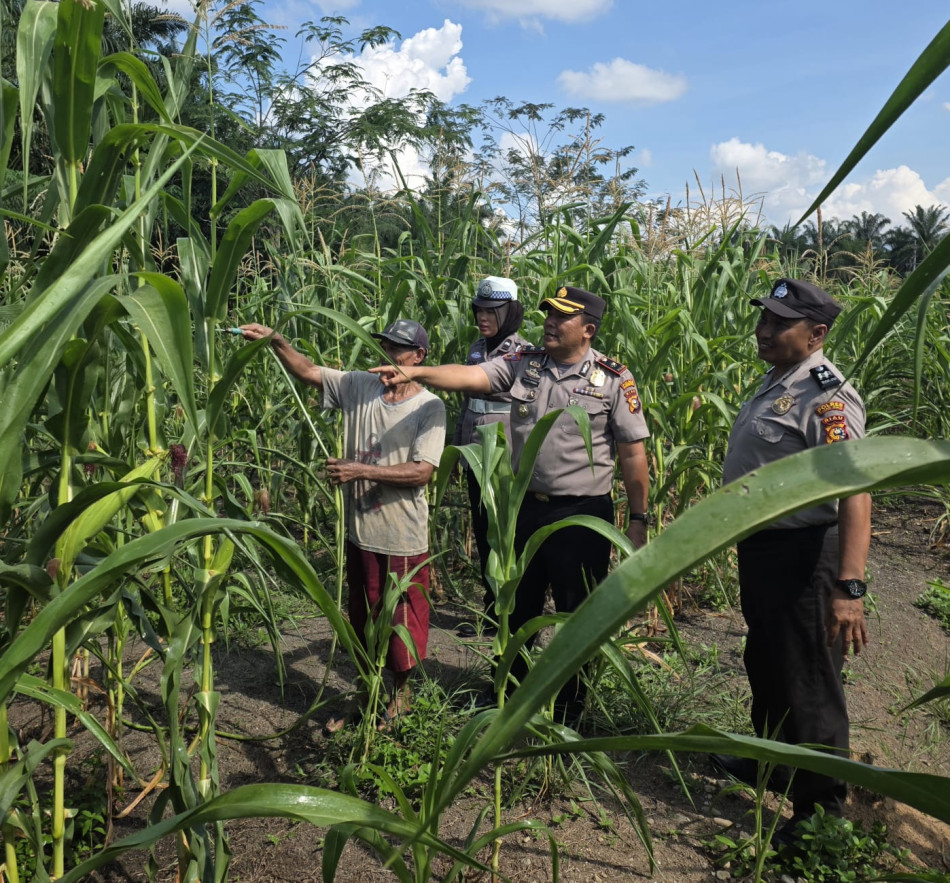 Kapolsek Ujungbatu Turun ke Lahan Jagung, Bantu Petani Jaga Ketahanan Pangan di Tengah Cuaca Panas