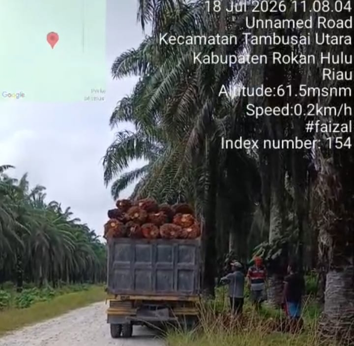 Aktivitas Pemanenan Afdeling 6, 7, dan 13 Dipertanyakan, Dasar Hukumnya Apa?